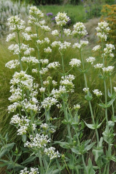 Centranthe rouge Centranthus ruber 'Albus' 5-10 Pot 9x9 cm (P9) Centranthus ruber 'Albus'