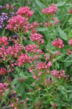 Centranthe rouge Centranthus ruber 'Coccineus' 5-10 Pot 9x9 cm (P9)