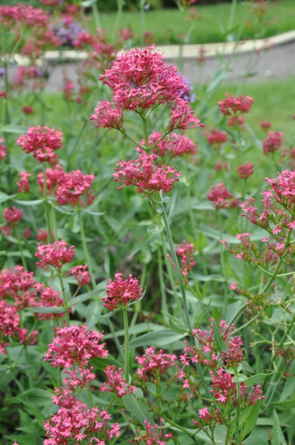 Centranthe rouge Centranthus ruber 'Coccineus' 5-10 Pot 9x9 cm (P9) Centranthus ruber 'Coccineus'