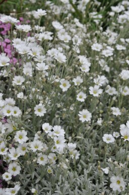 Cerastium tomentosum