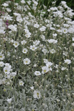 Céraiste tomenteux Cerastium tomentosum 5-10 Pot 9x9 cm (P9) Cerastium tomentosum