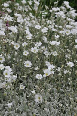 Céraiste tomenteux Cerastium tomentosum 5-10 Pot 9x9 cm (P9)