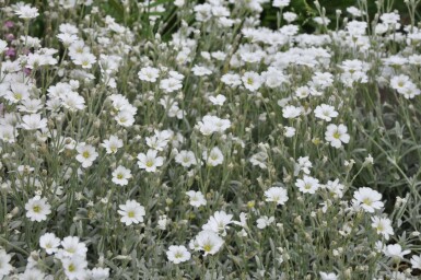 Céraiste tomenteux Cerastium tomentosum 5-10 Pot 9x9 cm (P9) Cerastium tomentosum