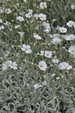 Céraiste tomenteux Cerastium tomentosum 5-10 Pot 9x9 cm (P9) Cerastium tomentosum