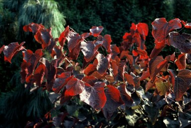 Gainier du Canada Cercis canadensis 'Forest Pansy' Arbuste 40-60 Pot 5 l (C5)