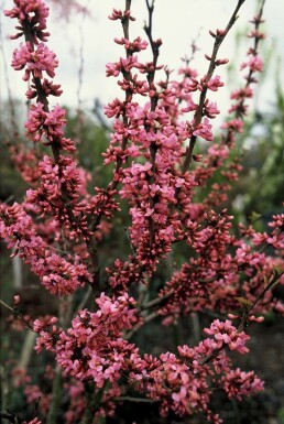 Gainier de Chine Cercis chinensis 'Avondale' Arbuste 20-30 Pot 2 l (C2)