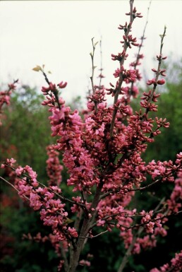 Gainier de Chine Cercis chinensis 'Avondale' Arbuste 20-30 Pot 2 l (C2)