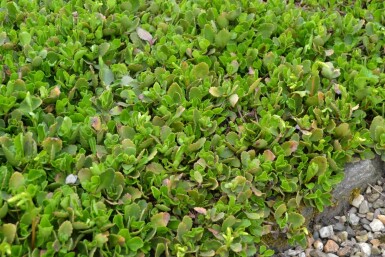 Chiastophyllum Chiastophyllum oppositifolium 5-10 Pot 9x9 cm (P9)