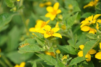Chrysogonum Chrysogonum virginianum 5-10 Pot 9x9 cm (P9) Chrysogonum virginianum