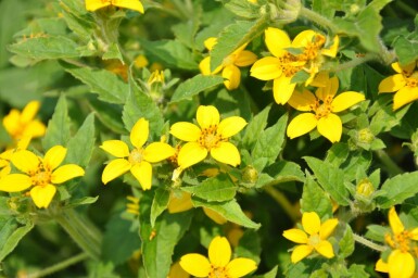 Chrysogonum Chrysogonum virginianum 5-10 Pot 9x9 cm (P9)