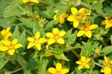 Chrysogonum Chrysogonum virginianum 5-10 Pot 9x9 cm (P9) Chrysogonum virginianum