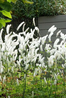 Cimicifuga simplex 'White Pearl'