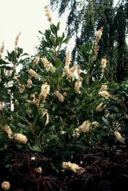 Cléthra à feuilles d’aulne Clethra alnifolia 'Pink Spire' Arbuste 30-40 Pot 3 l (C3)