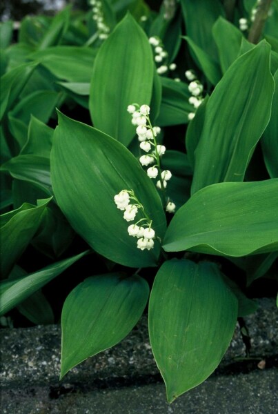 Muguet de Mai Convallaria majalis 5-10 Pot 9x9 cm (P9) Convallaria majalis