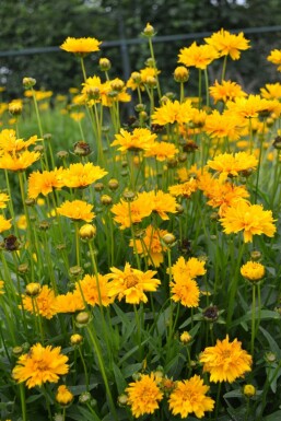 Coréopside à grandes fleurs Coreopsis grandiflora 'Early Sunrise' 5-10 Pot 9x9 cm (P9)