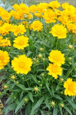 Coréopside à grandes fleurs Coreopsis grandiflora 'Sunray' 5-10 Pot 9x9 cm (P9) Coreopsis grandiflora 'Sunray'