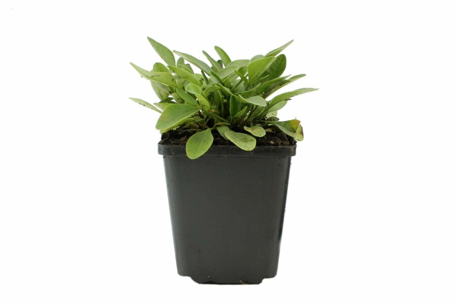 Coréopside à grandes fleurs Coreopsis grandiflora 'Sunray' 5-10 Pot 9x9 cm (P9) Coreopsis grandiflora 'Sunray'