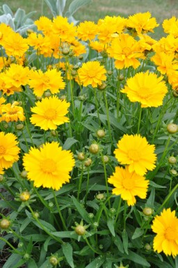 Coréopside à grandes fleurs Coreopsis grandiflora 'Sunray' 5-10 Pot 9x9 cm (P9)