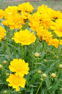 Coréopside à grandes fleurs Coreopsis grandiflora 'Sunray' 5-10 Pot 9x9 cm (P9)