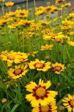 Coréopsis lancéolé Coreopsis lanceolata 'Baby Gold' 5-10 Pot 9x9 cm (P9) Coreopsis lanceolata 'Baby Gold'
