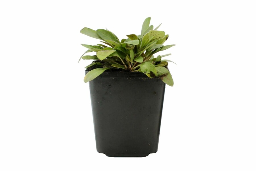 Coréopsis lancéolé Coreopsis lanceolata 'Sterntaler' 5-10 Pot 9x9 cm (P9) Coreopsis lanceolata 'Sterntaler'