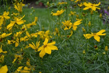 Coréopside verticillée Coreopsis verticillata 'Zagreb' 5-10 Pot 9x9 cm (P9)