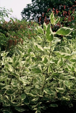 Cornouiller blanc Cornus alba 'Elegantissima' Arbuste 40-50 Pot 3 l (C3)