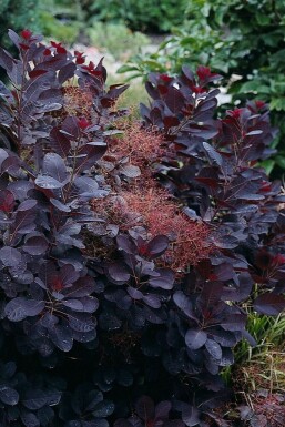 Arbre à perruque Cotinus coggygria 'Royal Purple' Arbuste 20-30 Pot 2 l (C2)
