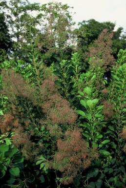 Arbre à perruque Cotinus coggygria 'Young Lady' Arbuste 30-40 Pot 2 l (C2)