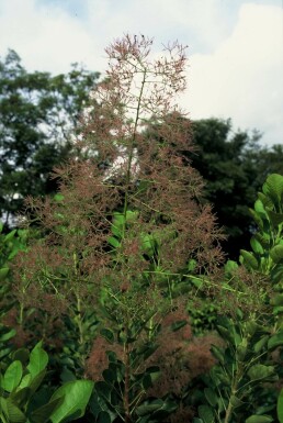 Arbre à perruque Cotinus coggygria 'Young Lady' Arbuste 30-40 Pot 2 l (C2)