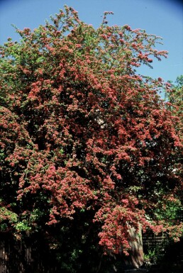 Aubépine à deux styles Crataegus laevigata 'Paul's Scarlet' Arbuste 100-120 Pot 12 l (C12) Crataegus laevigata 'Paul's Scarlet'