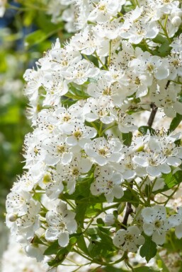 Crataegus laevigata 'Plena'