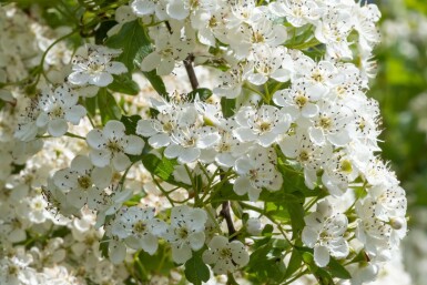 Crataegus laevigata 'Plena'