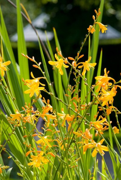 Crocosmia 'George Davison'