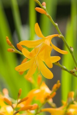 Crocosmie Crocosmia 'George Davison' 5-10 Pot 9x9 cm (P9)