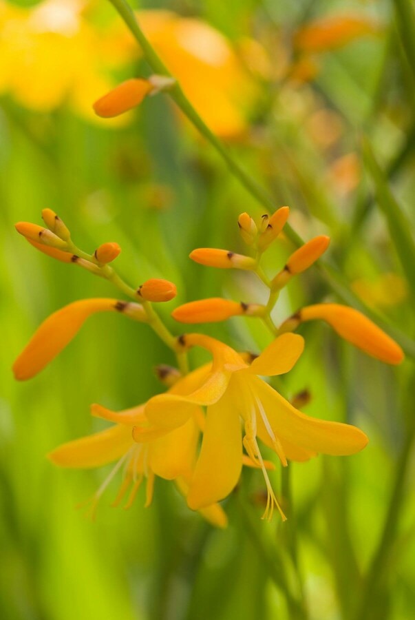 Crocosmie Crocosmia 'George Davison' 5-10 Pot 9x9 cm (P9) Crocosmia 'George Davison'