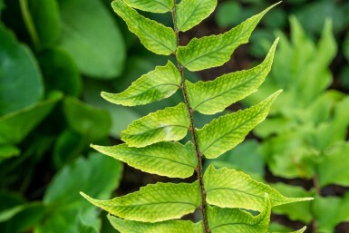 Cyrtomium en faux Cyrtomium falcatum 5-10 Pot 9x9 cm (P9) Cyrtomium falcatum