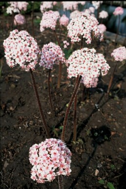 Darméra pelté Darmera peltata 5-10 Pot 9x9 cm (P9) Darmera peltata