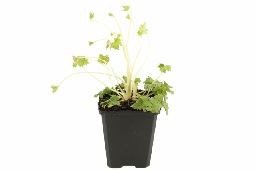 Dauphinelle élevée Delphinium elatum 'Black Knight' 5-10 Pot 9x9 cm (P9) Delphinium elatum 'Black Knight'