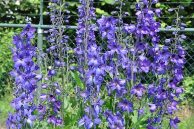 Dauphinelle élevée Delphinium elatum 'Black Knight' 5-10 Pot 9x9 cm (P9)