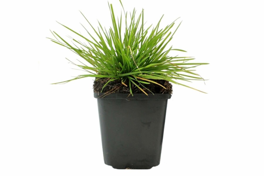 Canche cespiteuse Deschampsia cespitosa 5-10 Pot 9x9 cm (P9) Deschampsia cespitosa