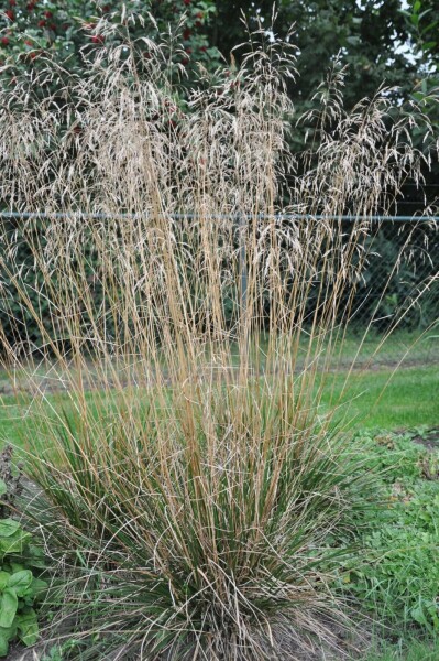Canche cespiteuse Deschampsia cespitosa 'Goldschleier' 5-10 Pot 9x9 cm (P9) Deschampsia cespitosa 'Goldschleier'