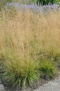 Canche cespiteuse Deschampsia cespitosa 'Goldtau' 5-10 Pot 9x9 cm (P9)