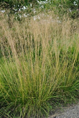 Canche cespiteuse Deschampsia cespitosa 'Goldtau' 5-10 Pot 9x9 cm (P9)