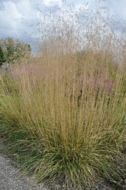 Canche cespiteuse Deschampsia cespitosa 'Goldtau' 5-10 Pot 9x9 cm (P9) Deschampsia cespitosa 'Goldtau'