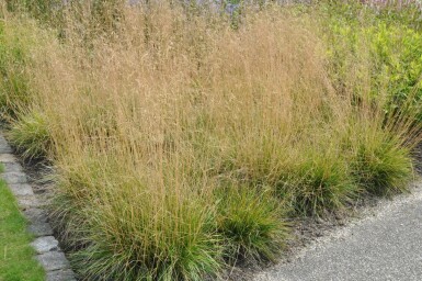 Canche cespiteuse Deschampsia cespitosa 'Goldtau' 5-10 Pot 9x9 cm (P9) Deschampsia cespitosa 'Goldtau'