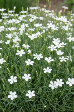 ÅÂillet deltoïde Dianthus deltoides 'Albiflorus' 5-10 Pot 9x9 cm (P9) Dianthus deltoides 'Albiflorus'