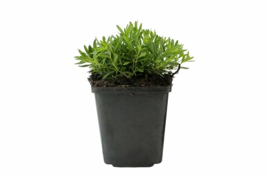 ÅÂillet deltoïde Dianthus deltoides 'Albiflorus' 5-10 Pot 9x9 cm (P9) Dianthus deltoides 'Albiflorus'