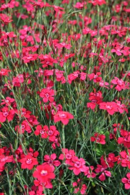 ÅÂillet deltoïde Dianthus deltoides 'Brilliant' 5-10 Pot 9x9 cm (P9)