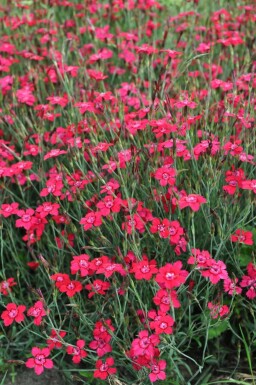 ÅÂillet deltoïde Dianthus deltoides 'Brilliant' 5-10 Pot 9x9 cm (P9)